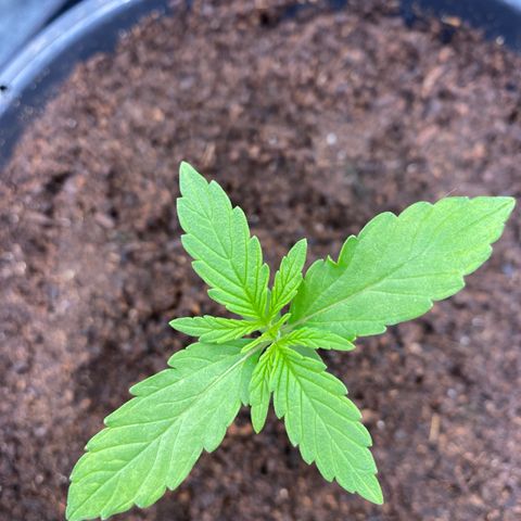 Gorilla Zkittlez Auto #2 growlog timeline photo