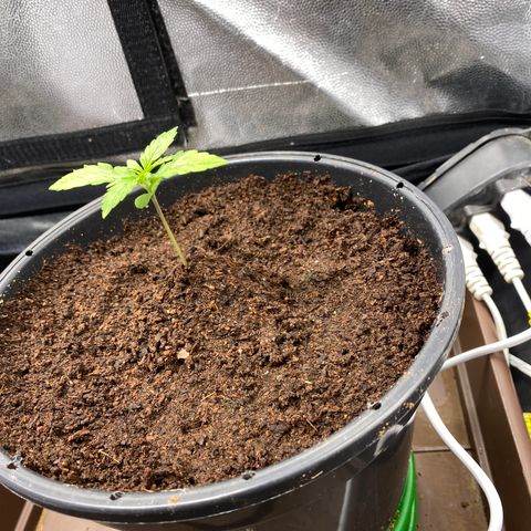 Gorilla Zkittlez Auto #2 growlog timeline photo