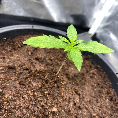 Gorilla Zkittlez Auto #2 growlog timeline photo