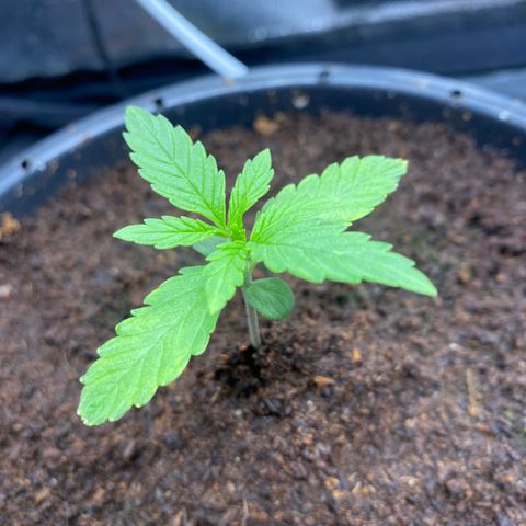 Gorilla Zkittlez Auto #1 growlog timeline photo