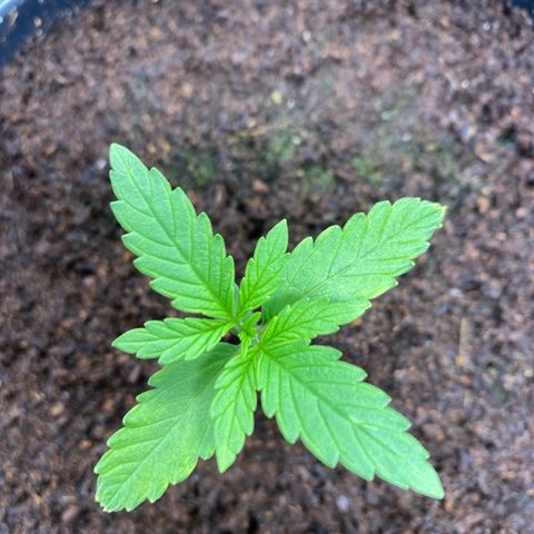Gorilla Zkittlez Auto #1 growlog timeline photo