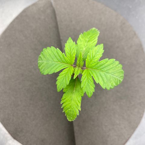 Mimosa Evo #2 growlog timeline photo