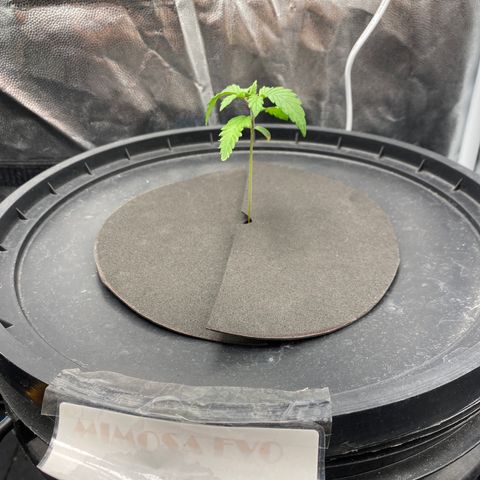 Mimosa Evo #2 growlog timeline photo