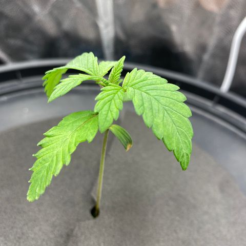 Mimosa Evo #2 growlog timeline photo