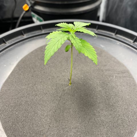 Medical Grape CBD #2 growlog photo: Retiro umidificador 
Ligo os dois ventiladores 