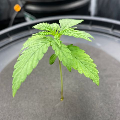 Medical Grape CBD #2 growlog photo: Retiro umidificador 
Ligo os dois ventiladores 