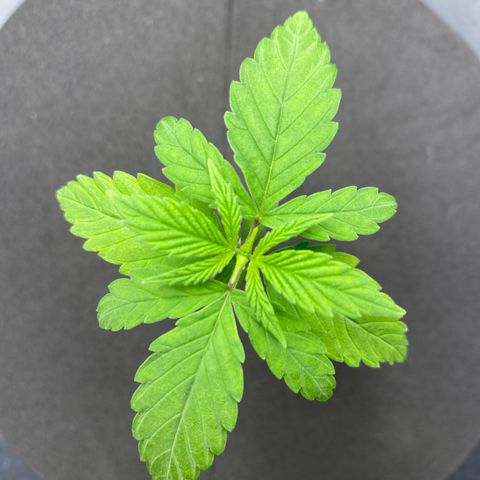 Medical Grape CBD #2 growlog photo: Retiro umidificador 
Ligo os dois ventiladores 