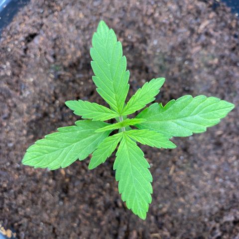 Gorilla Zkittlez Auto #2 growlog photo: Retiro umidificador 
Ligo os dois ventiladores 