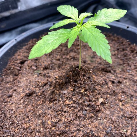 Gorilla Zkittlez Auto #2 growlog photo: Retiro umidificador 
Ligo os dois ventiladores 