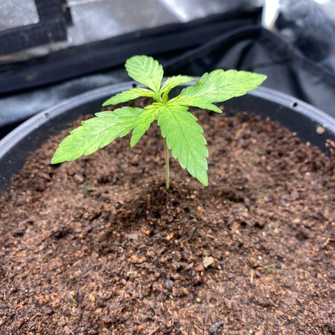 Gorilla Zkittlez Auto #2 growlog photo: Retiro umidificador 
Ligo os dois ventiladores 
