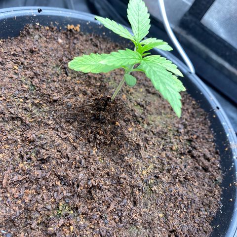 Gorilla Zkittlez Auto #1 growlog photo: Retiro umidificador 
Ligo os dois ventiladores 