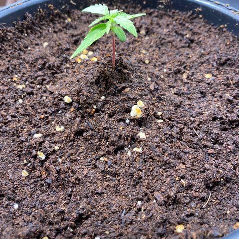 Gorilla Glue Auto #2 growlog photo: Retiro umidificador 
Ligo os dois ventiladores 