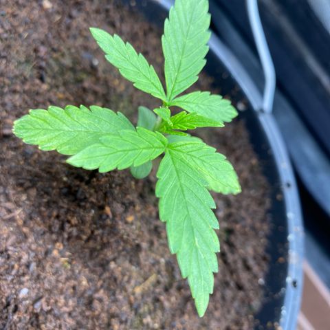 Gorilla Zkittlez Auto #1 growlog photo: Retiro umidificador 
Ligo os dois ventiladores 