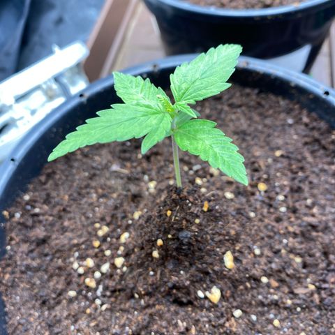 Gorilla Glue Auto #1 growlog timeline photo