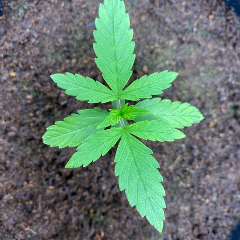 Gorilla Zkittlez Auto #1 growlog photo: Retiro umidificador 
Ligo os dois ventiladores 