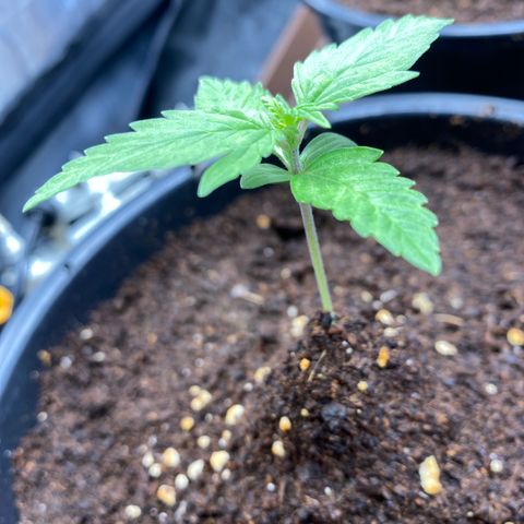 Gorilla Glue Auto #1 growlog timeline photo