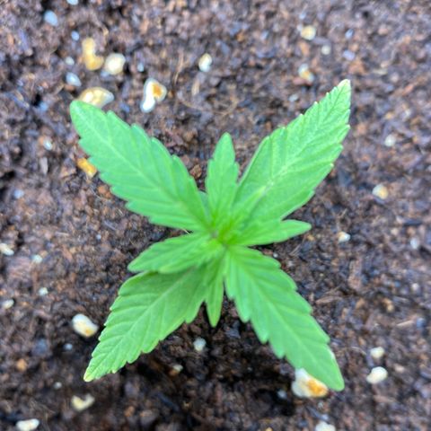 Gorilla Glue Auto #2 growlog photo: Retiro umidificador 
Ligo os dois ventiladores 