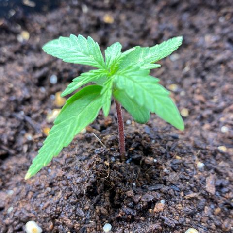 Gorilla Glue Auto #2 growlog photo: Retiro umidificador 
Ligo os dois ventiladores 