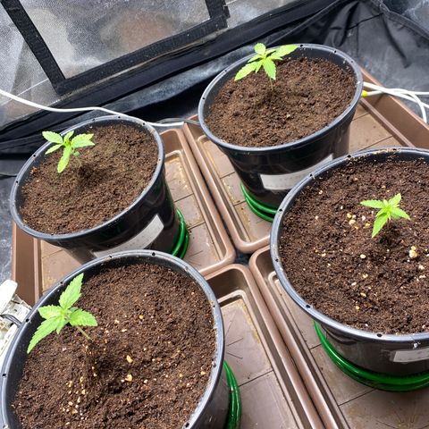 Gorilla Glue Auto #1 growlog photo: Retiro umidificador 
Ligo os dois ventiladores 