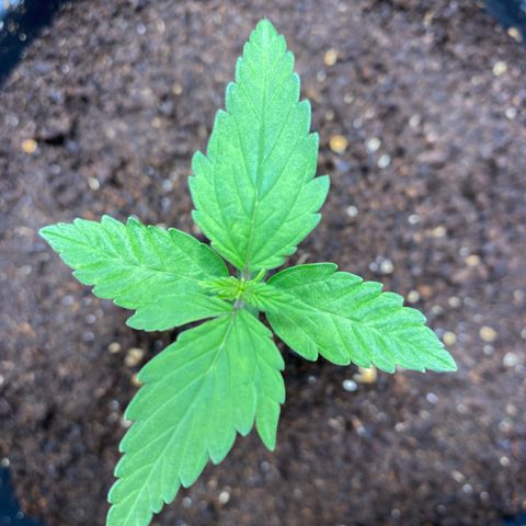 Gorilla Glue Auto #1 growlog timeline photo
