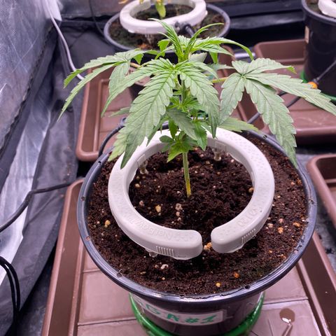 Gorilla Glue Auto #1 growlog photo: Apanhando com a regulagem da rega, alto runoff