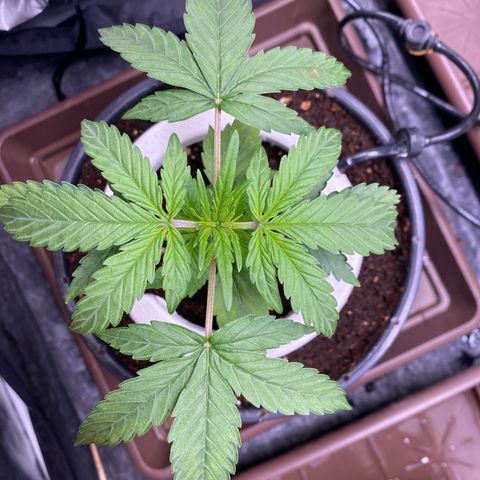 Gorilla Glue Auto #1 growlog photo: Apanhando com a regulagem da rega, alto runoff