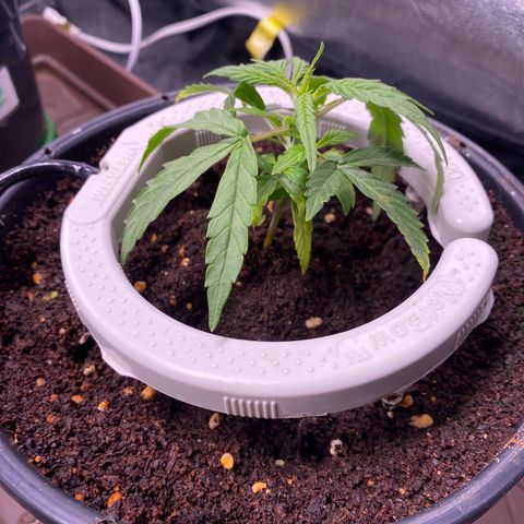Gorilla Glue Auto #2 growlog photo: Apanhando com a regulagem da rega, alto runoff