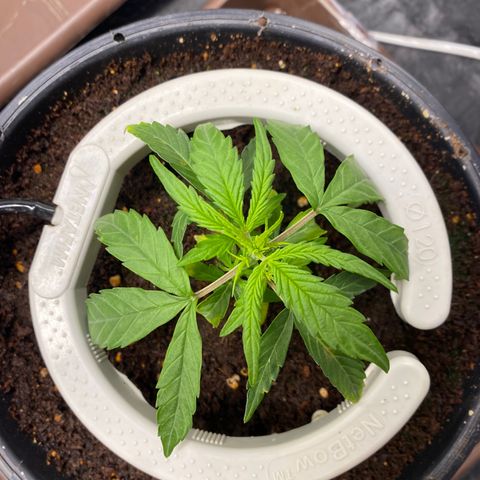 Gorilla Glue Auto #2 growlog photo: Apanhando com a regulagem da rega, alto runoff