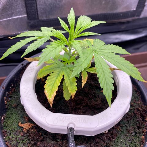 Gorilla Zkittlez Auto #1 growlog photo: Apanhando com a regulagem da rega, alto runoff