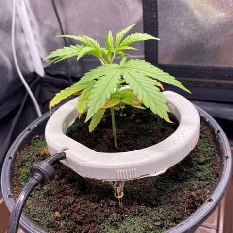 Gorilla Zkittlez Auto #1 growlog photo: Apanhando com a regulagem da rega, alto runoff