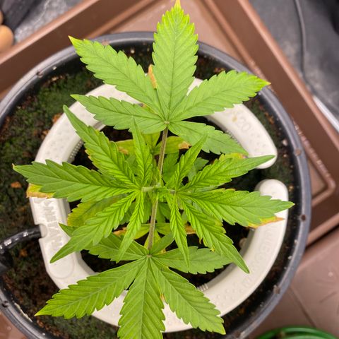 Gorilla Zkittlez Auto #1 growlog photo: Apanhando com a regulagem da rega, alto runoff