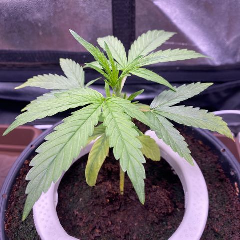 Gorilla Zkittlez Auto #2 growlog photo: Apanhando com a regulagem da rega, alto runoff