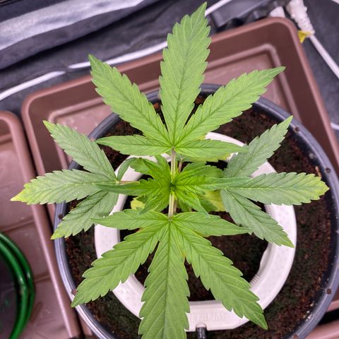 Gorilla Zkittlez Auto #2 growlog photo: Apanhando com a regulagem da rega, alto runoff