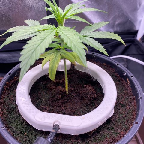 Gorilla Zkittlez Auto #2 growlog photo: Apanhando com a regulagem da rega, alto runoff