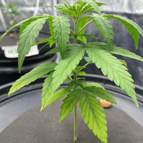 Medical Grape CBD #2 growlog timeline photo