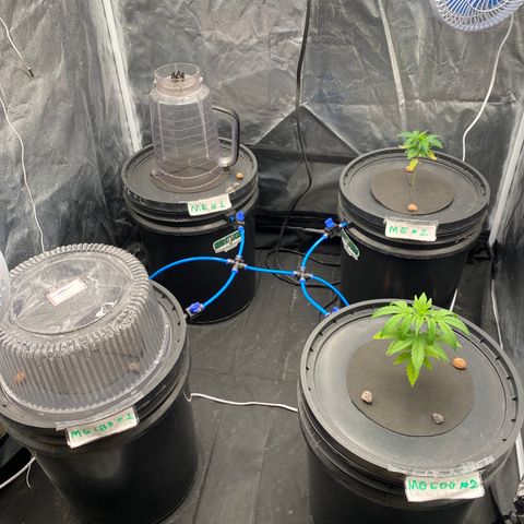 Medical Grape CBD #2 growlog timeline photo