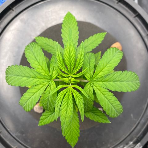 Medical Grape CBD #2 growlog timeline photo
