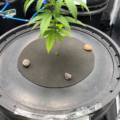 Medical Grape CBD #2 growlog timeline photo