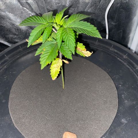 Mimosa Evo #2 growlog timeline photo
