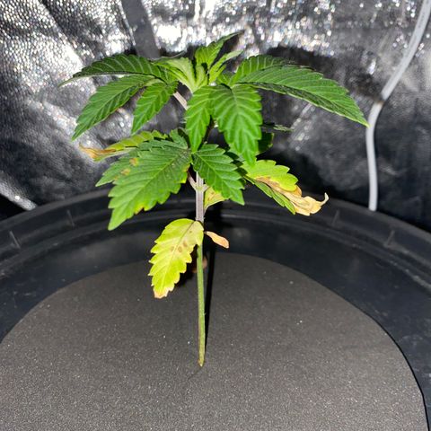 Mimosa Evo #2 growlog timeline photo