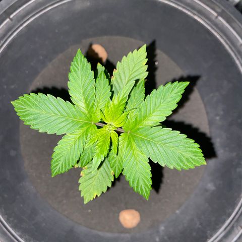 Mimosa Evo #2 growlog timeline photo