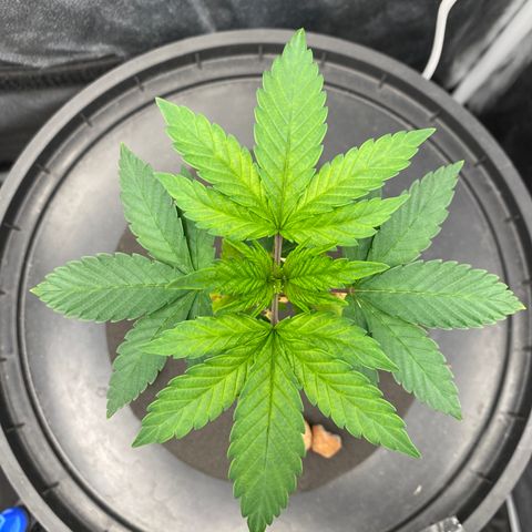 Mimosa Evo #2 growlog timeline photo
