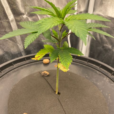 Mimosa Evo #2 growlog timeline photo