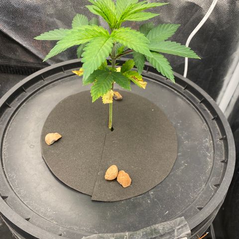 Mimosa Evo #2 growlog timeline photo
