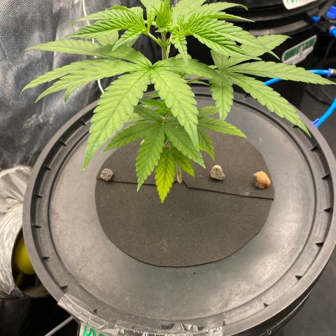 Medical Grape CBD #2 growlog timeline photo