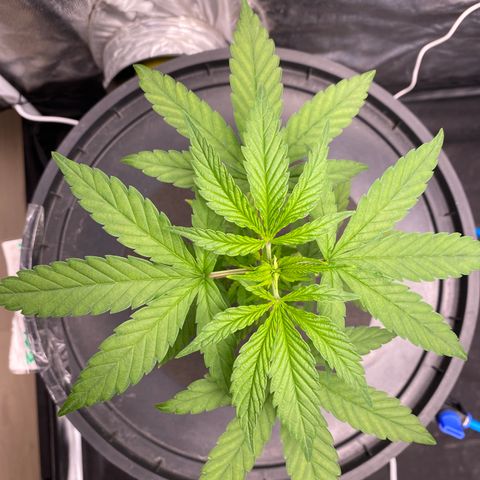 Medical Grape CBD #2 growlog timeline photo