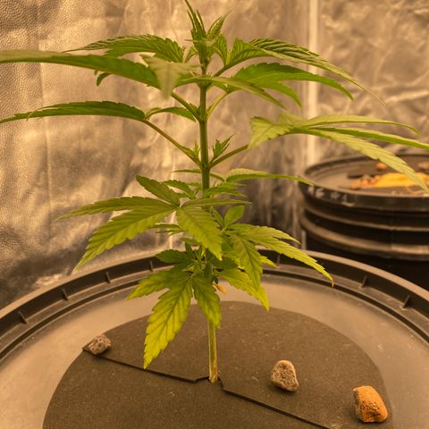 Medical Grape CBD #2 growlog timeline photo