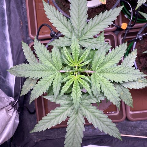 Gorilla Glue Auto #1 growlog timeline photo