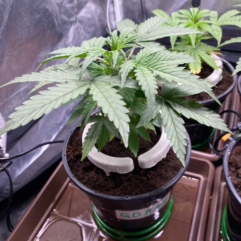 Gorilla Glue Auto #1 growlog timeline photo
