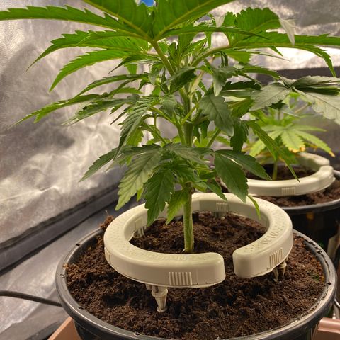 Gorilla Glue Auto #1 growlog timeline photo
